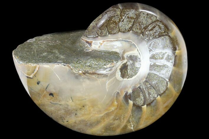 Polished Fossil Nautiloid (Cymatoceras) - Madagascar #117475